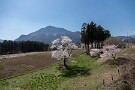 04 芝桜の丘脇にある桜です。芝桜が植えられる前、よく撮影しましたが今でも昔のままの姿です。Canon EOS 5D Mark IV　Canon EF24〜105mmF4