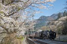 05 武州日野駅の桜です。Canon EOS 5D Mark IV　Canon EF24〜105mmF4