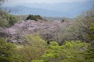 01 今日の秩父地方は最高気温が27.9℃と夏を思わせる1日でした。しかし湿度は低く(最低で12%！)、新緑を渡る風は殊の外爽やかでした。今日は昨日、今日と撮影した新緑の森をお楽しみください。Canon EOS 5D Mark IV　Canon EF70〜200mmF4