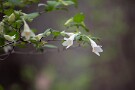 05 ツクバネウツギのかわいい花です。Canon EOS 5D Mark IV　Canon EF70〜200mmF4