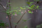 06 ウグイスカズラのピンクの花も可愛いですね。Canon EOS 5D Mark IV　Canon EF70〜200mmF4