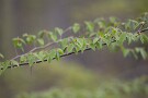07 ブナの新緑です。Canon EOS 5D Mark IV　Canon EF300mmF4