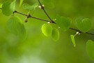 09 カツラの可愛い新緑です。Canon EOS 5D Mark IV　Canon EF300mmF4