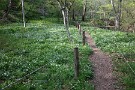 10 秩父ミューズパークではニリンソウも見頃です。どことなく上高地の明神〜徳沢間を彷彿とさせます。黄色い花はヤマブキソウです。Canon EOS 5D Mark IV　Canon EF24〜105mmF4