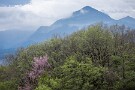 12 秩父の里はまさに山笑う日々です。Canon EOS 5D Mark IV　Canon EF24〜105mmF4