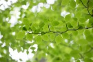 03 翠滴る季節です。Canon EOS 5D Mark IV　SIGMA 150-600mm F5-6.3 DG OS HSM Contemporary