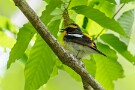04 森には夏鳥のキビタキの囀りが響きます。Canon EOS 5D Mark IV　SIGMA 150-600mm F5-6.3 DG OS HSM Contemporary