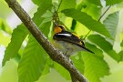 05 キビタキのよく響く囀りは森の雰囲気を一気に初夏に変えます。まさに夏の使者です。Canon EOS 5D Mark IV　SIGMA 150-600mm F5-6.3 DG OS HSM Contemporary