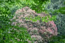06 クスノキの紅葉は今の季節です。古い葉を落とし、白い花と共に新しい葉が芽生えます。森に生命力が溢れる季節です。Canon EOS 5D Mark IV　SIGMA 150-600mm F5-6.3 DG OS HSM Contemporary