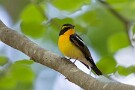 05 喉のオレンジからお腹にかけての黄色が映えます。フォトジェニックな野鳥です。Canon EOS 5D Mark IV　SIGMA 150-600mm F5-6.3 DG OS HSM Contemporary
