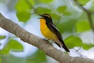 06 鳴き真似が得意です。コジュケイ（チョットコイ）やツクツクボウシなどのレパートリーがあります。Canon EOS 5D Mark IV　SIGMA 150-600mm F5-6.3 DG OS HSM Contemporary
