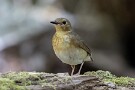 10 ヒタキ科ですがシュッとした顔つきがどことなくツグミ科の鳥を思わせます。Canon EOS 5D Mark IV　SIGMA 150-600mm F5-6.3 DG OS HSM Contemporary